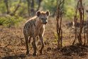 087 Kruger National Park, hyena